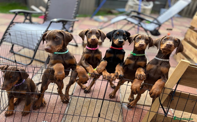 Dobermann dogs - Advert 4
