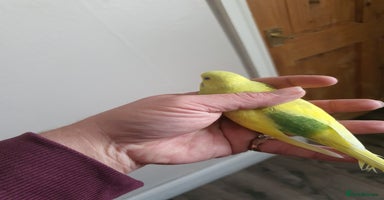 Budgerigars birds - Advert 5
