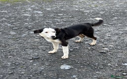 Border Collie dogs for sale: Border Collie Male - Image 3