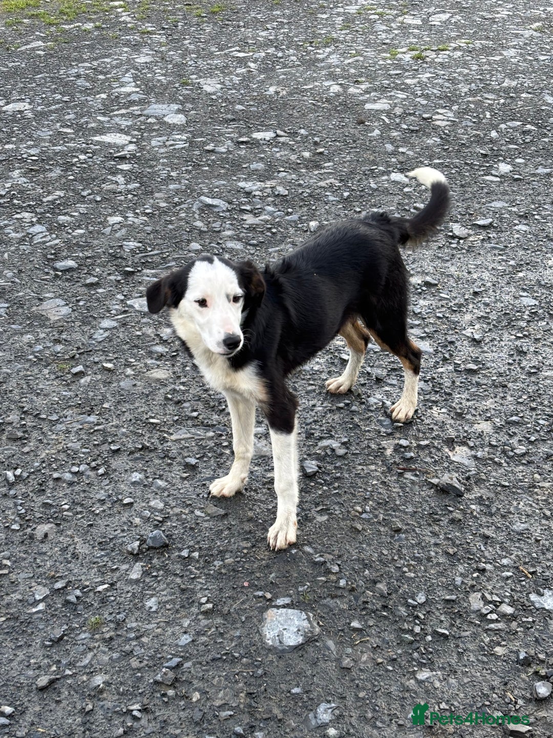 Border Collie dogs for sale: Border Collie Male - Image 3