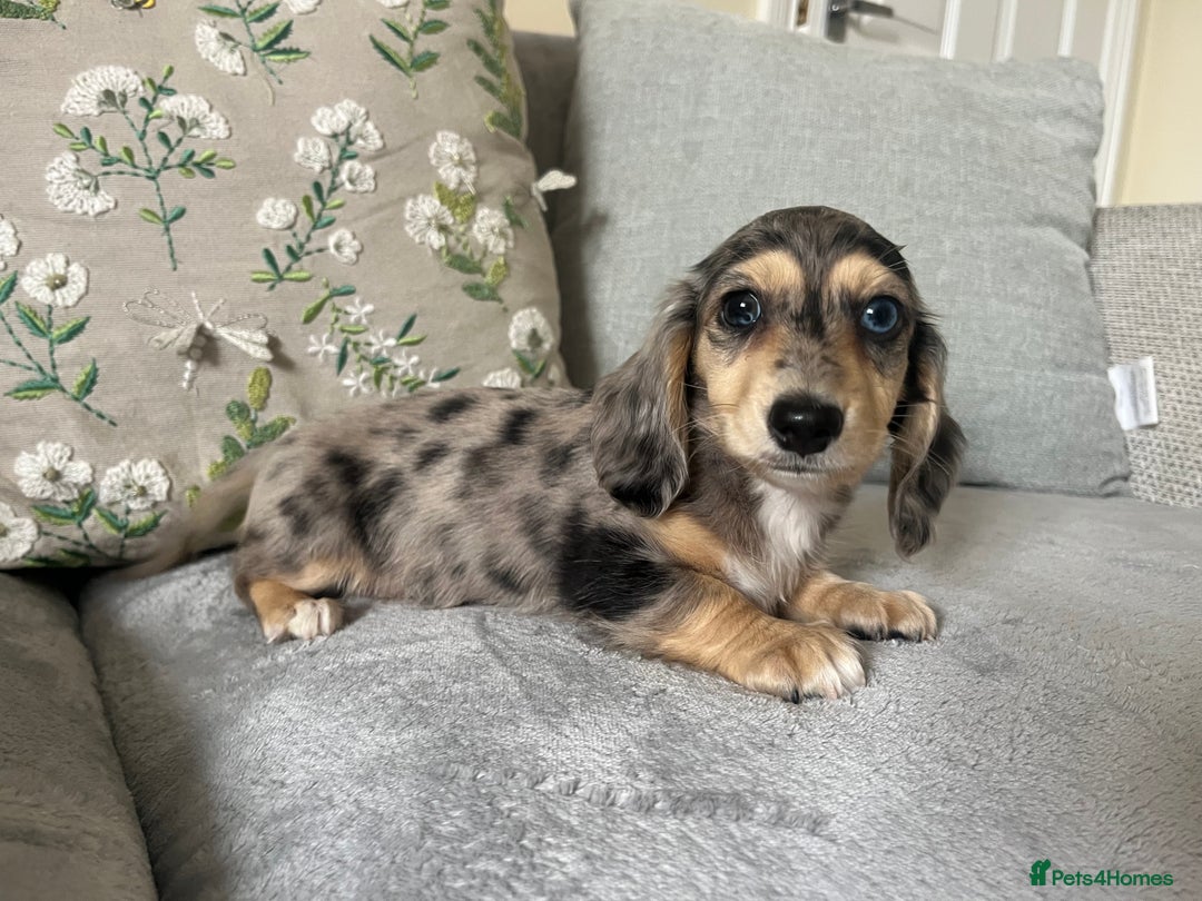 Miniature Dachshund dogs for sale: READY NOW Miniature long hair dachshund  - Image 33