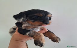 Mixed Breed dogs for sale: Jackapoo x cockerspaniel  - Image 10