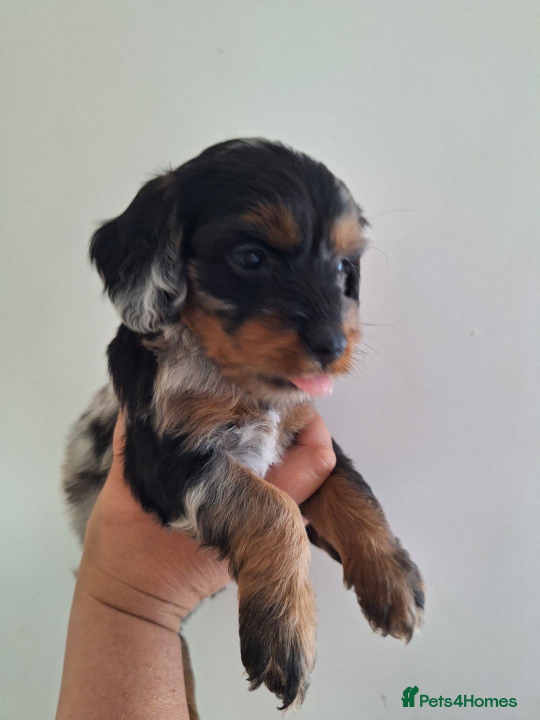 Mixed Breed dogs for sale: Jackapoo x cockerspaniel  - Image 10