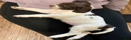 English Springer Spaniel dogs for sale: English springer spaniel pups for sale  - Advert 8