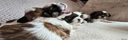 Shih Tzu dogs for sale: Beautiful Purebred Shih Tzu Puppies for Sale - Advert 19