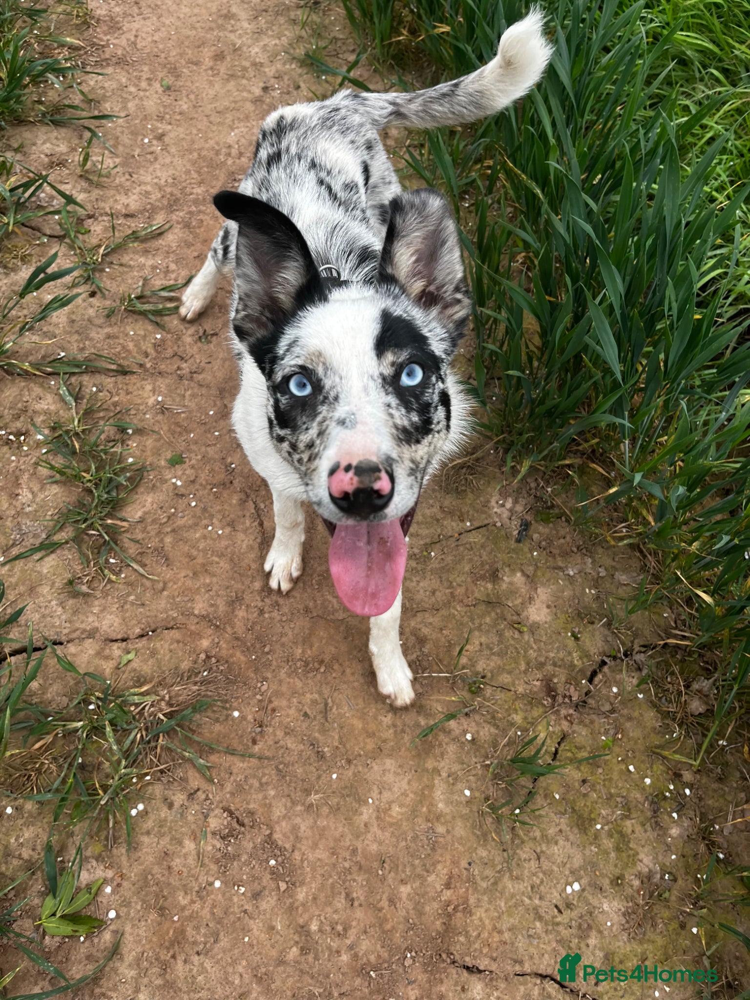 Border Collie dogs Border Collie Merle 7months  - Advert 10