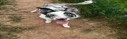 Border Collie dogs for sale: Border Collie Merle 7months  in Worcester - Advert 1