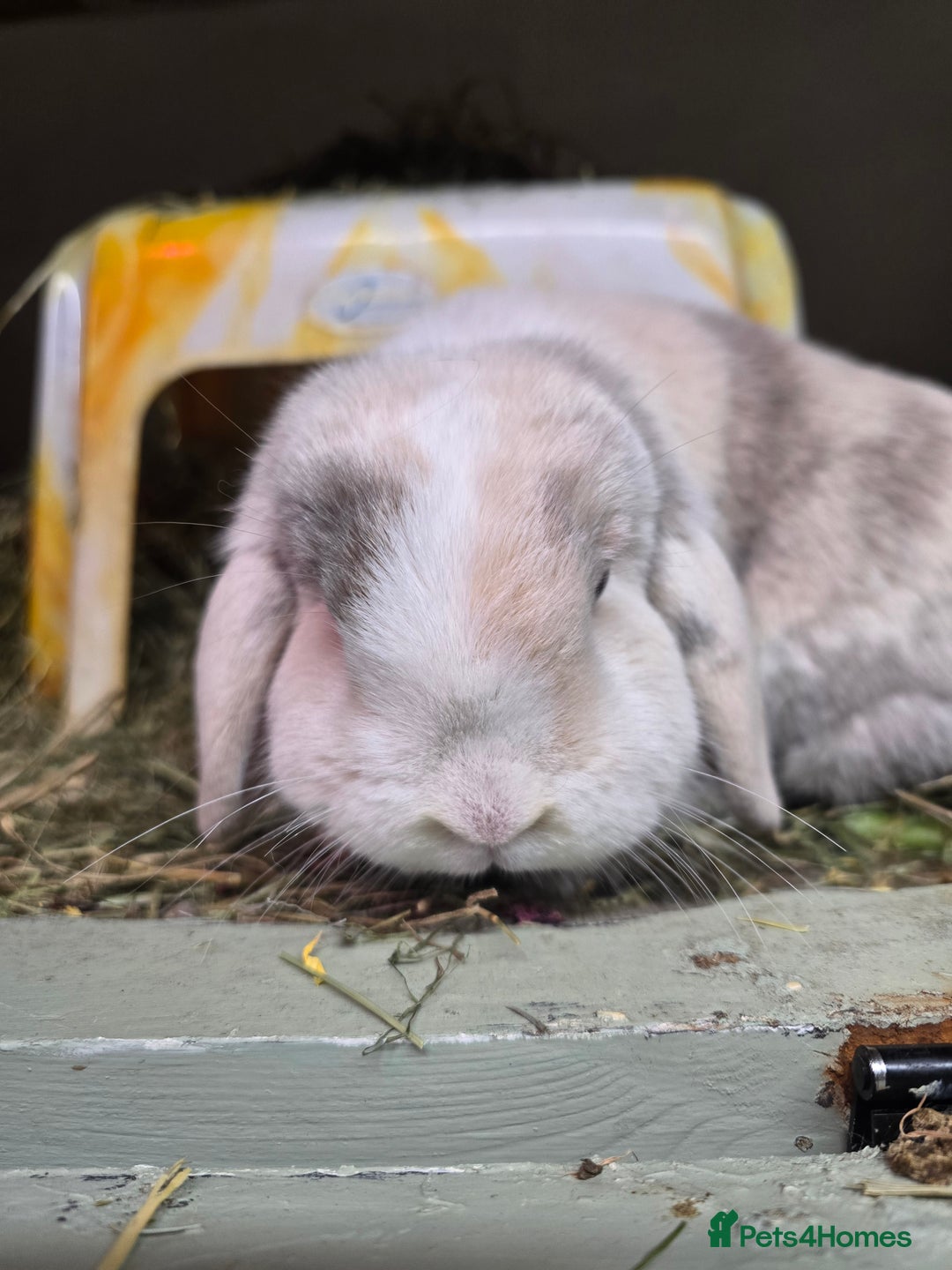 Mixed Breed rabbits for sale: Trio 1 male rabbit 2 girls vaccinated Neutered - Advert 4