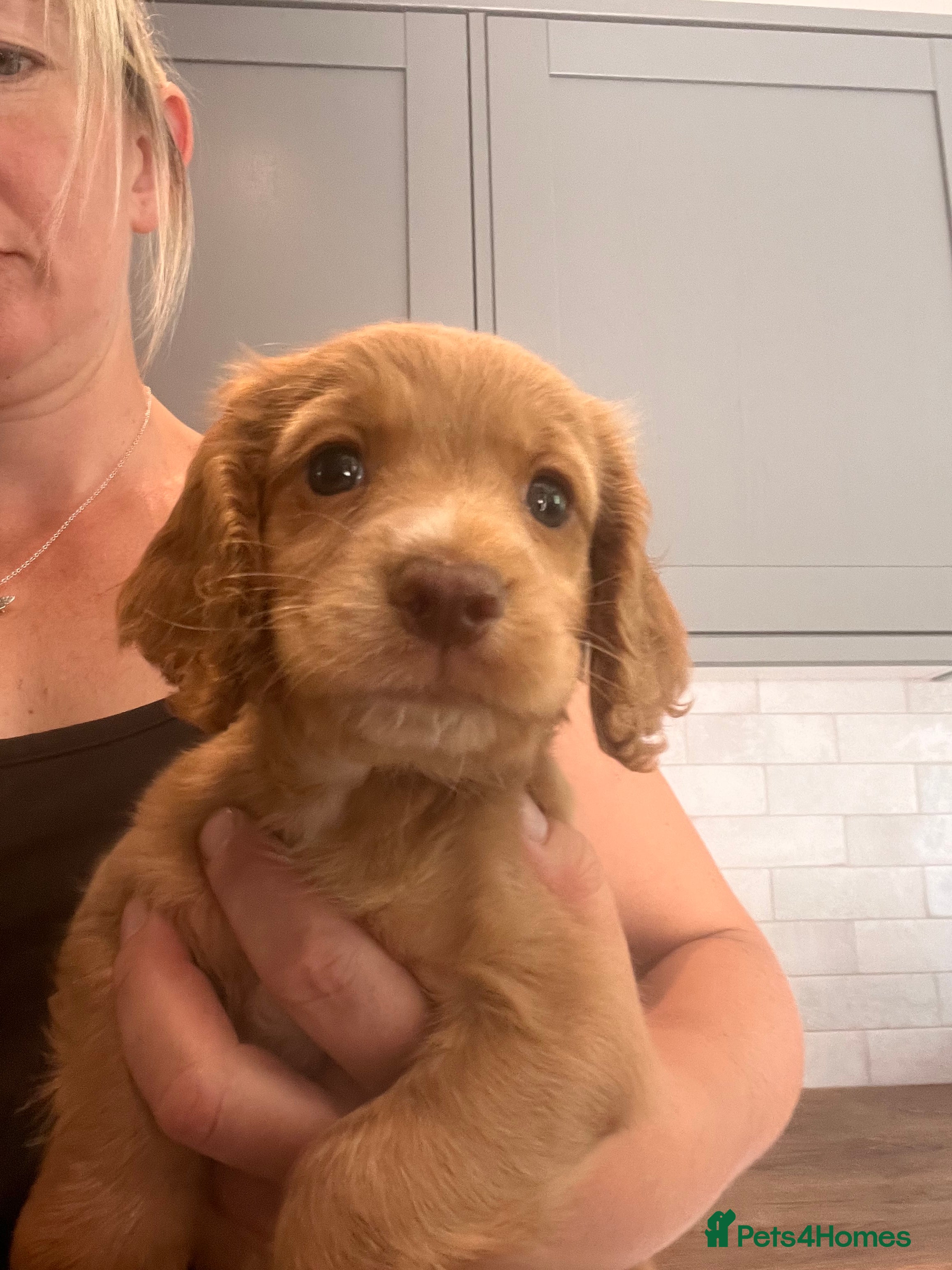 Cocker Spaniel dogs ONE PUPPY REMAINING Working Cocker Spaniels - Advert 2