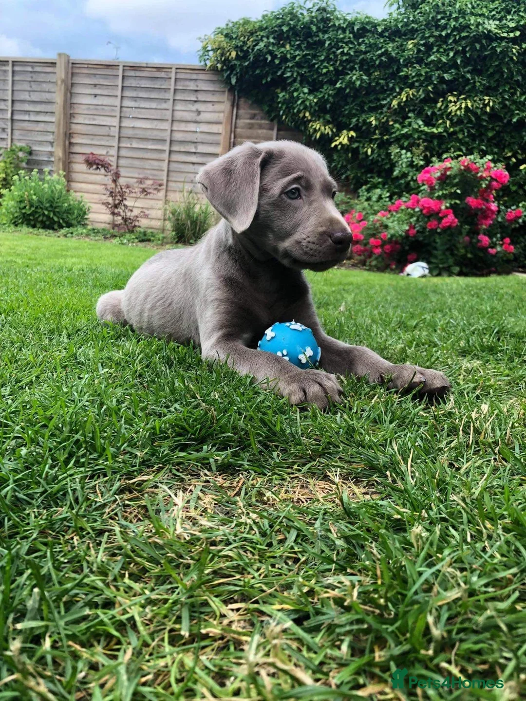 Labrador Retriever dogs for stud: Championship lines, KC silver lab stud 0.0% COI in Cambridge - Advert 11