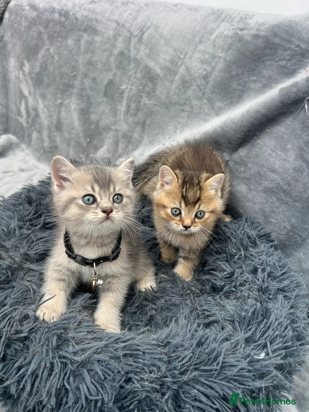 British Shorthair cats for stud: Golden British Shorthair Stud NY12 TICA Proven in London - Advert 10