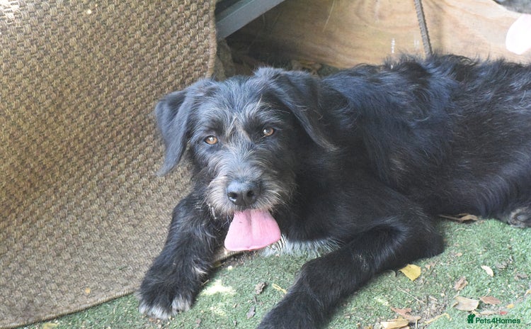 Irish Wolfhound dogs - Advert 1