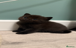 Domestic Shorthair cats for sale: Boy Kitten - Image 3