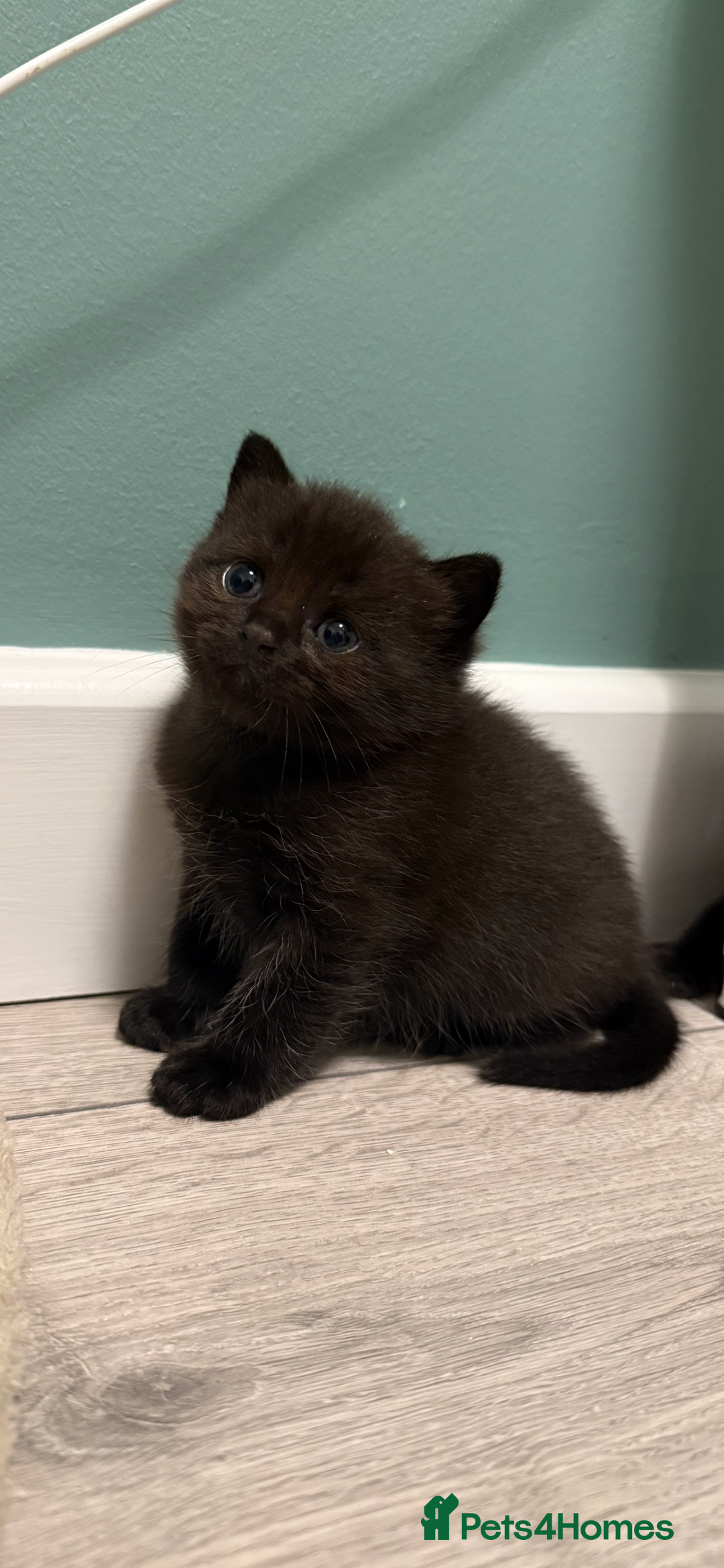 Domestic Shorthair cats for sale: Boy Kitten - Image 3