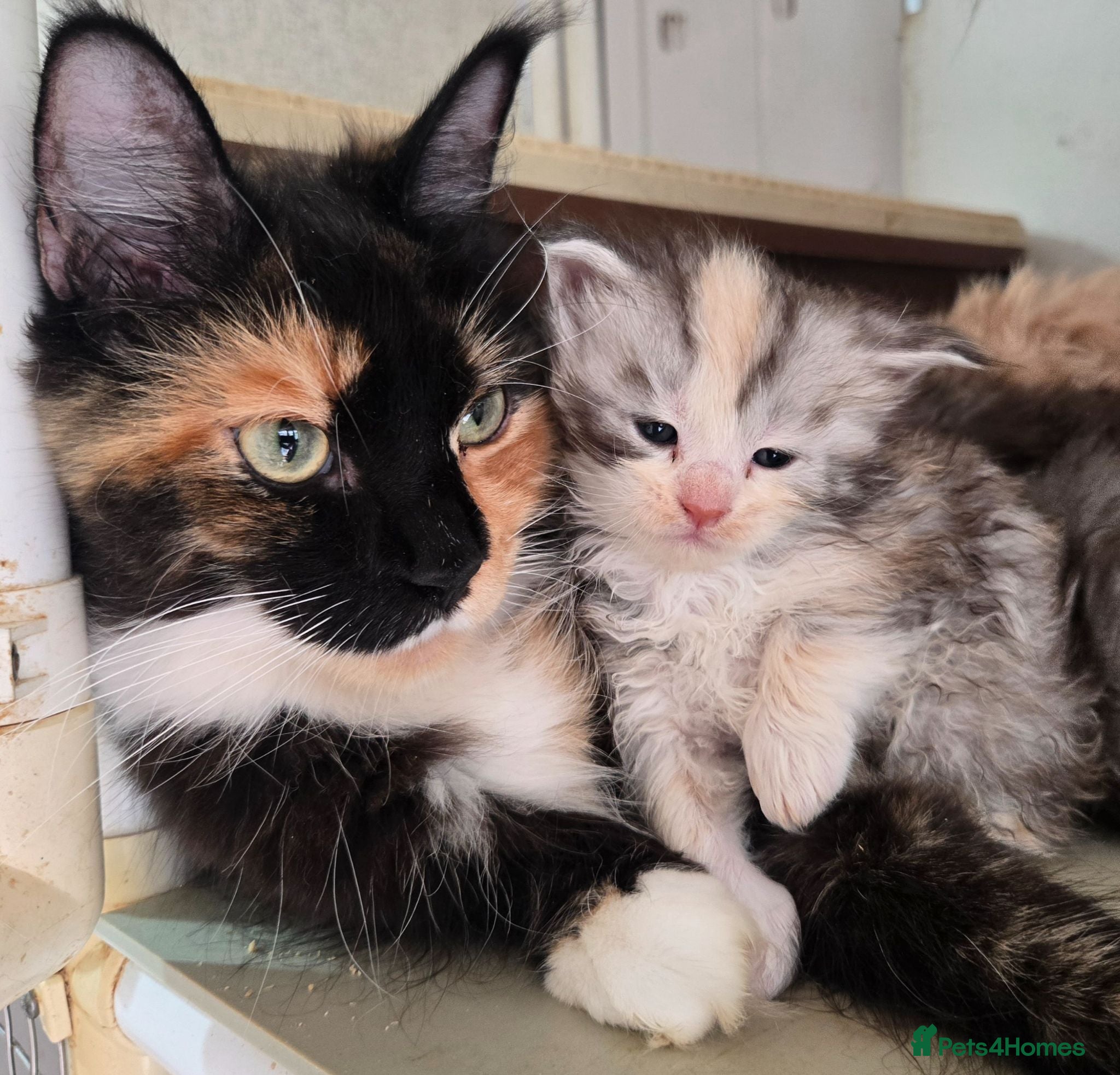 Maine Coon cats Stunning TICA Maine Coon kittens - Advert 2