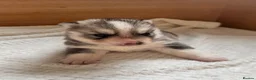 Siberian Husky dogs for sale: Female Siberian husky puppy for sale in Dalkeith - Advert 3