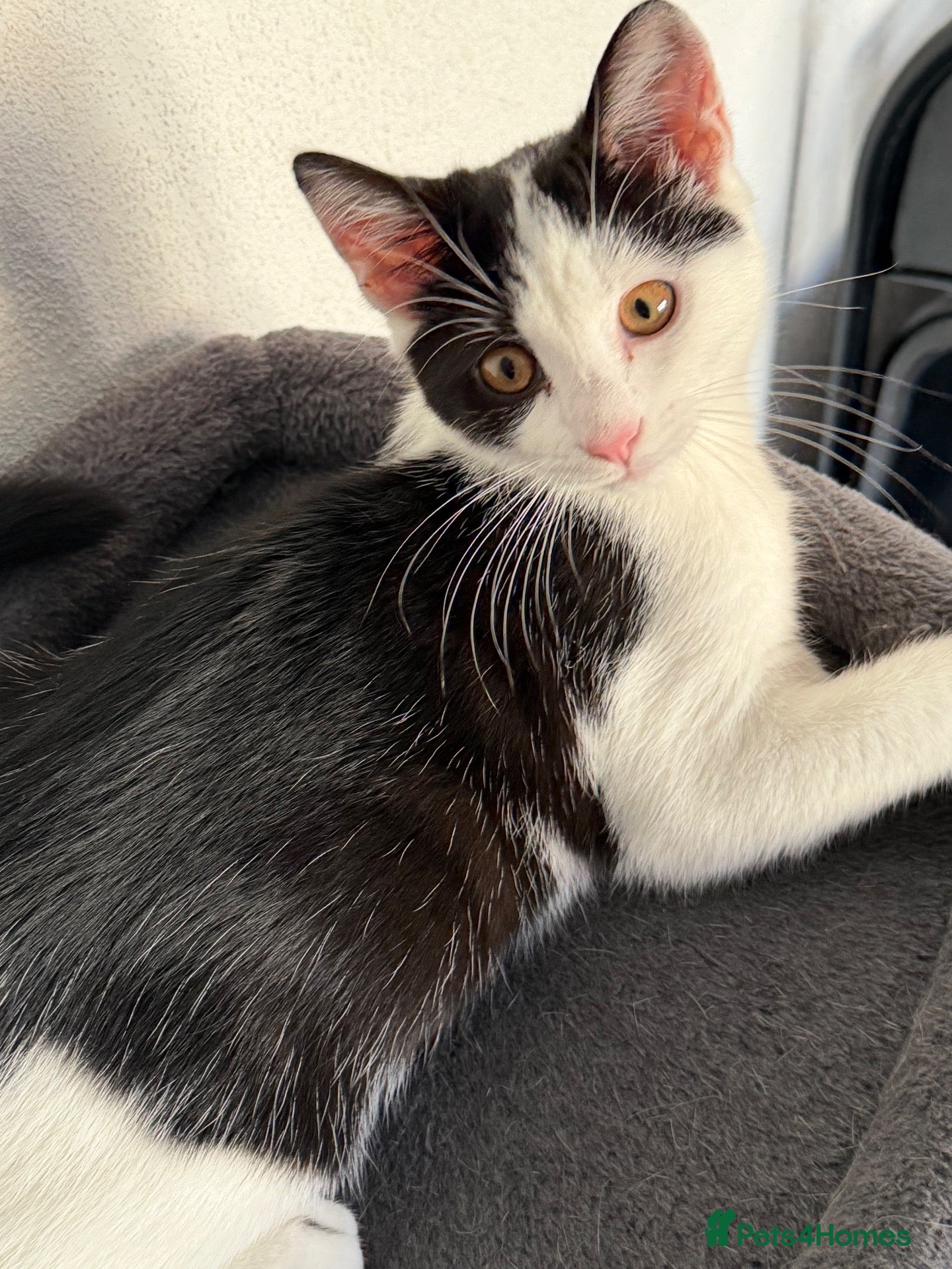 British Shorthair cats for sale: 12 Week Old Handsome kitten - Advert 3