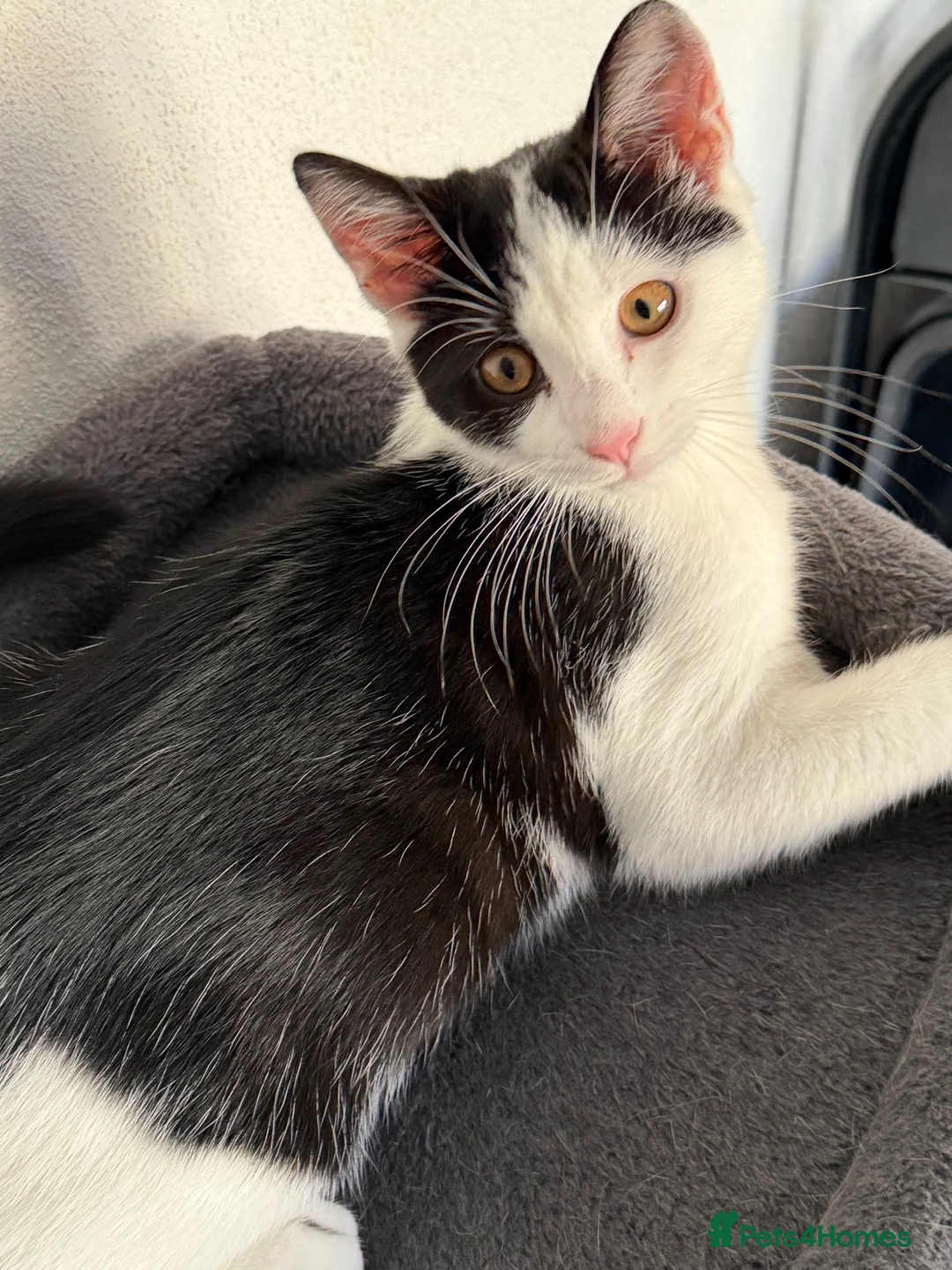 British Shorthair cats for sale: 12 Week Old Handsome kitten in Thame - Advert 1