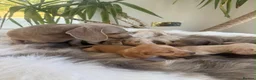 Miniature Dachshund dogs for sale: Beautiful miniature dachshund  - Advert 3