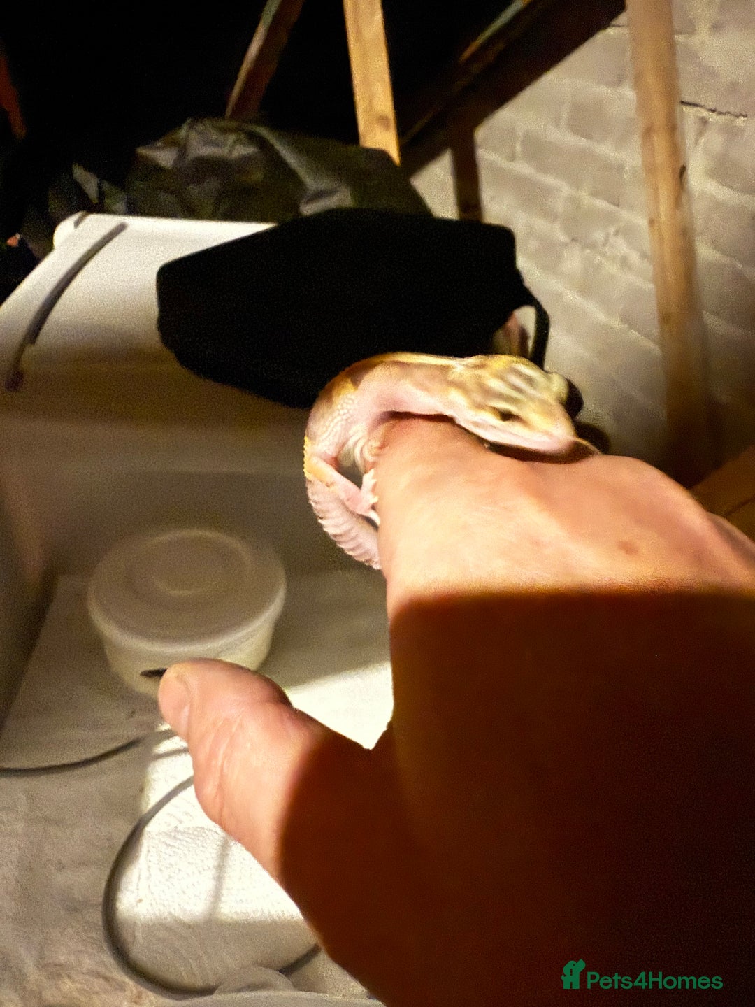Leopard Gecko reptiles for sale: Baby Leopard geckos - Advert 2