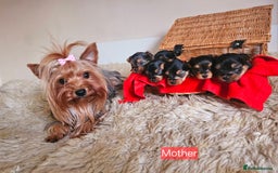 Yorkshire Terrier dogs for sale: True Miniature Yorkshire Terrier Puppies  - Advert 12