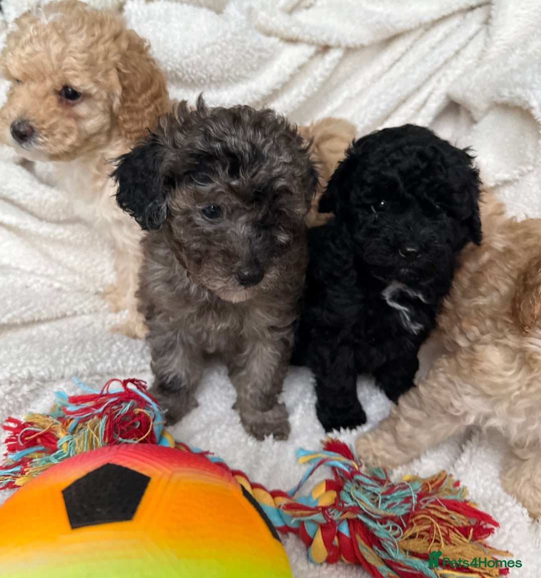 Toy Poodle dogs for sale: Adorable Toy Poodle Puppies READY TO GO! - Advert 18