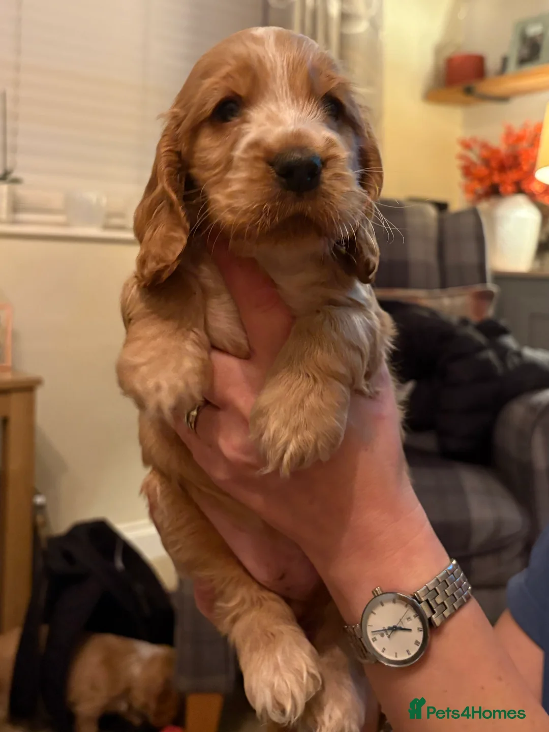 Cocker Spaniel dogs for sale: Cocker Spaniel puppies, 1 boy & 1 girl - Advert 4