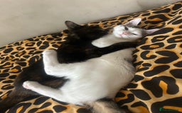 Mixed Breed cats for sale: Two girls left  - Image 17