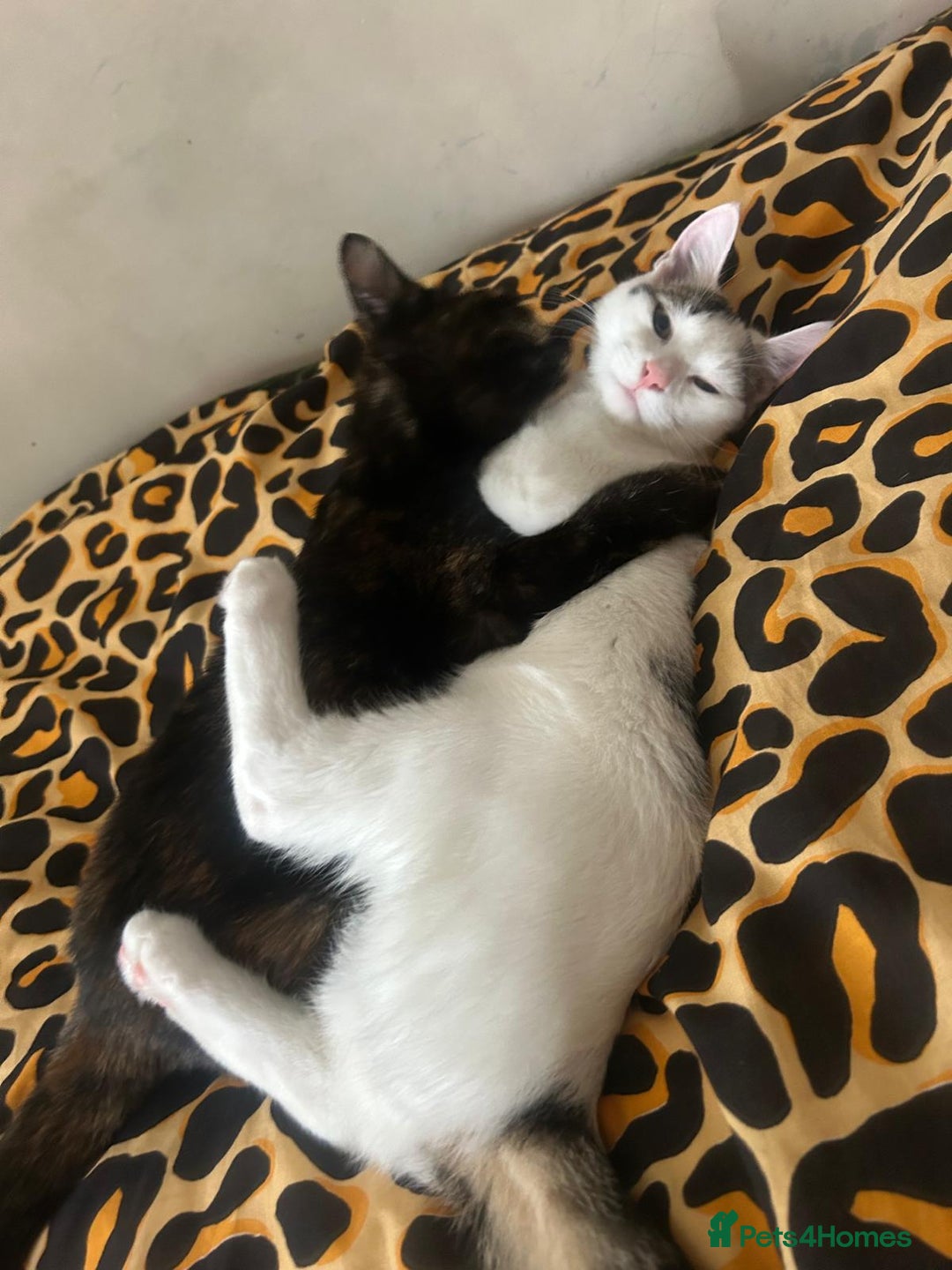 Mixed Breed cats for sale: Two girls left  - Image 17