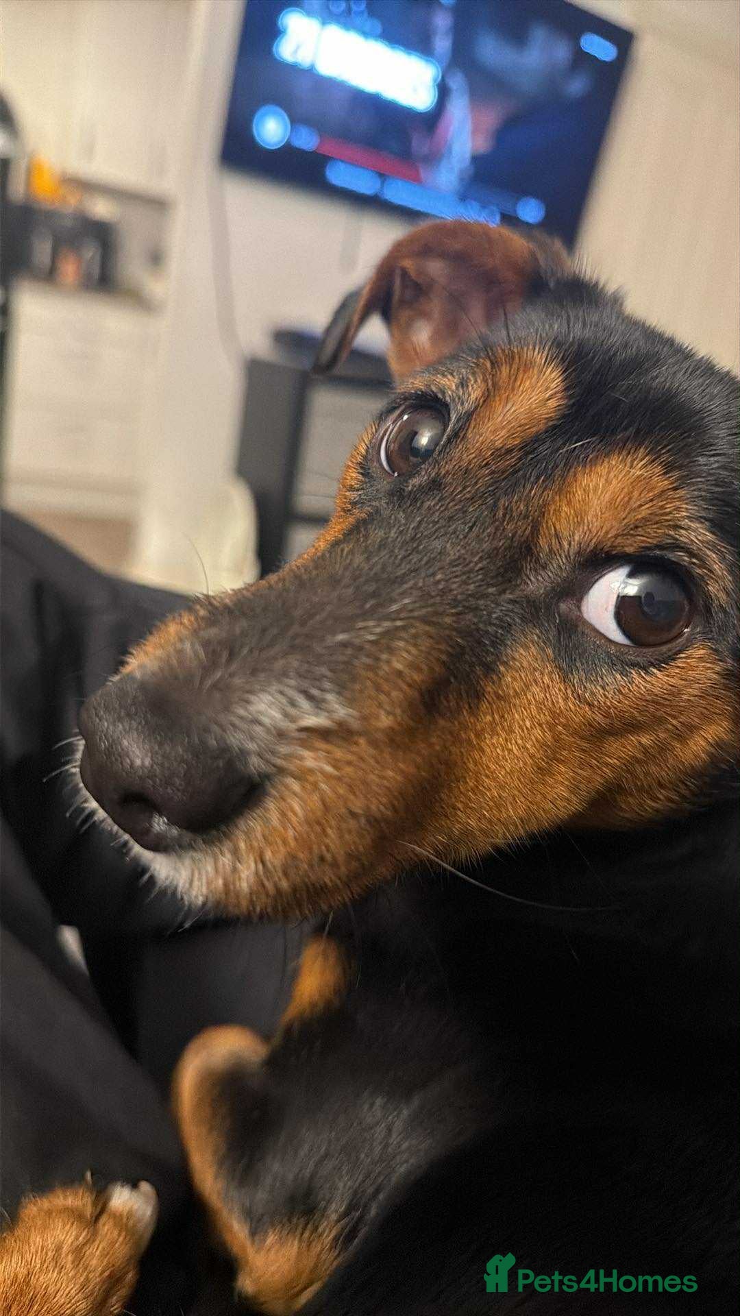 Jackshund dogs Cooper (jackshund) Jack Russell x dachshund  - Advert 1