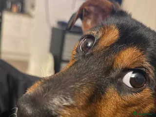 Jackshund dogs Cooper (jackshund) Jack Russell x dachshund - Advert 10