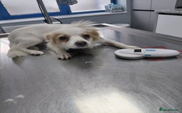 Mixed Breed dogs for adoption: Beautiful and Gentle NIVA - for a Loving Home - Image 20