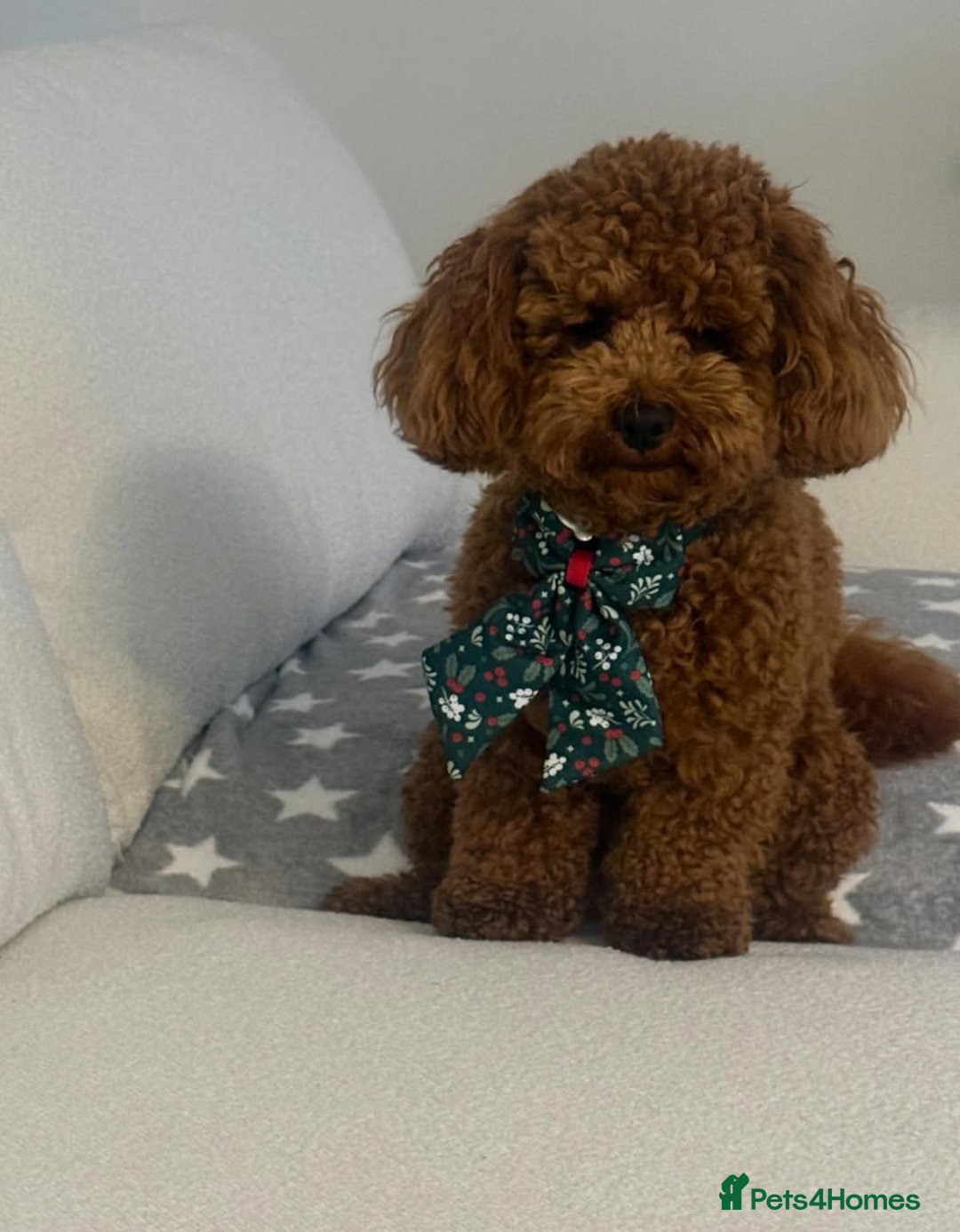 Cavapoo dogs for sale: Cavapoo Litter - Pending Litter Due Late Jan 2026 - Advert 7