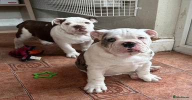 English Bulldog dogs - Advert 11