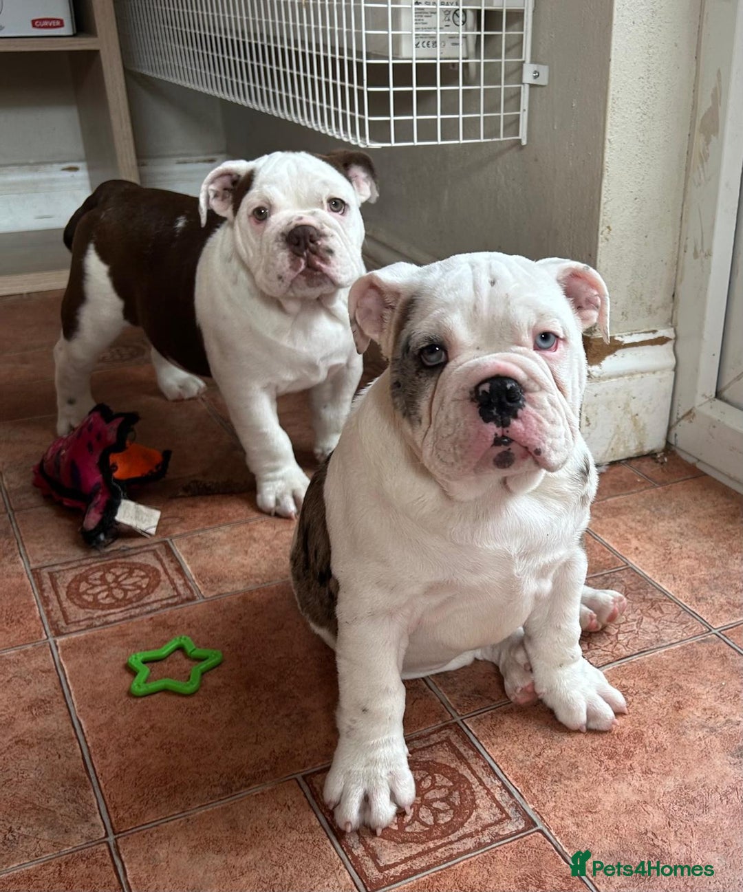 English Bulldog dogs for sale: Quality Girl - ready to leave - Image 2