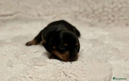 Miniature Dachshund dogs for sale: Short Haired Miniature Dachshunds - Image 15