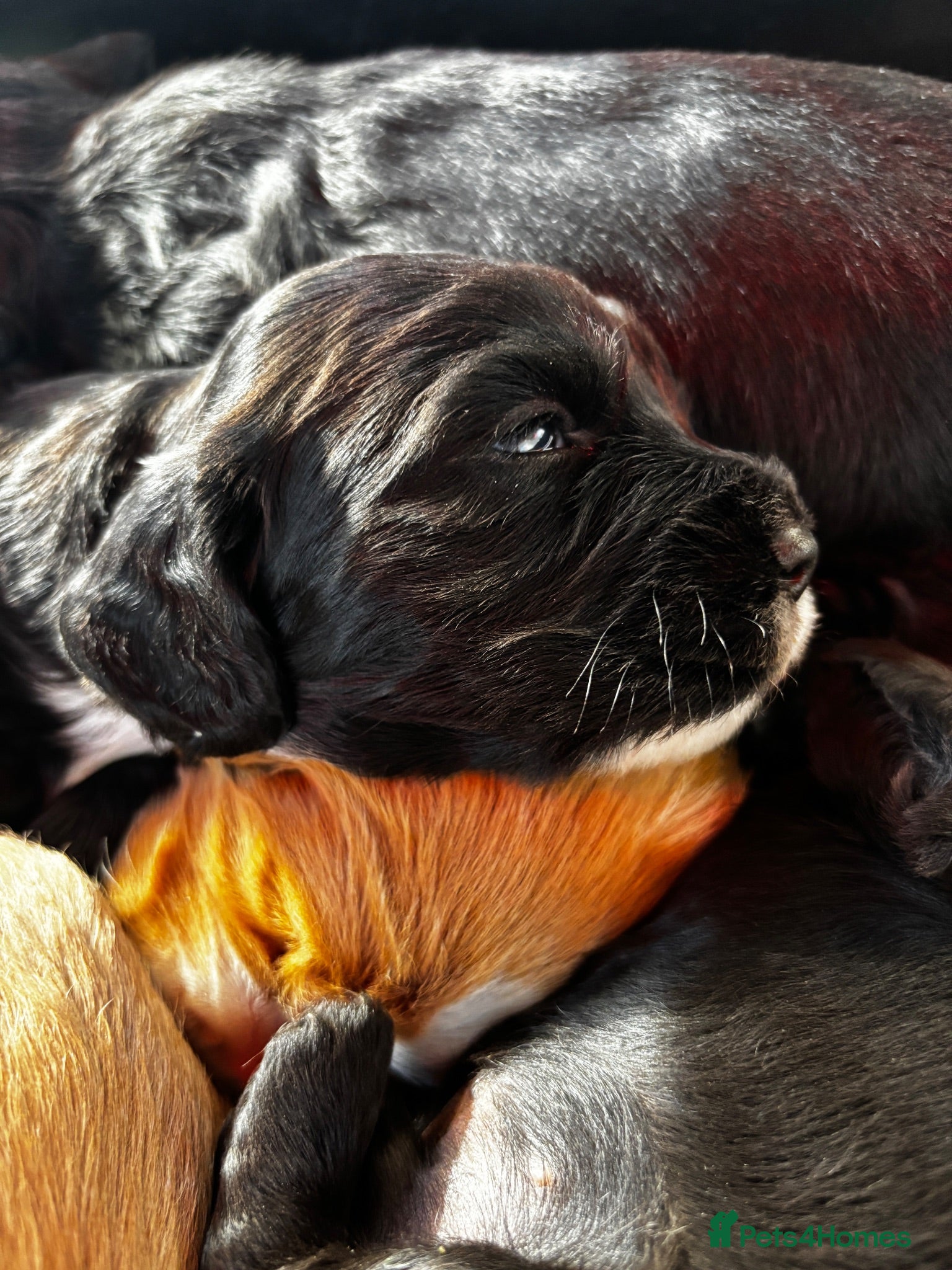 Cocker Spaniel dogs KC Registered Cocker Spaniels - Advert 1
