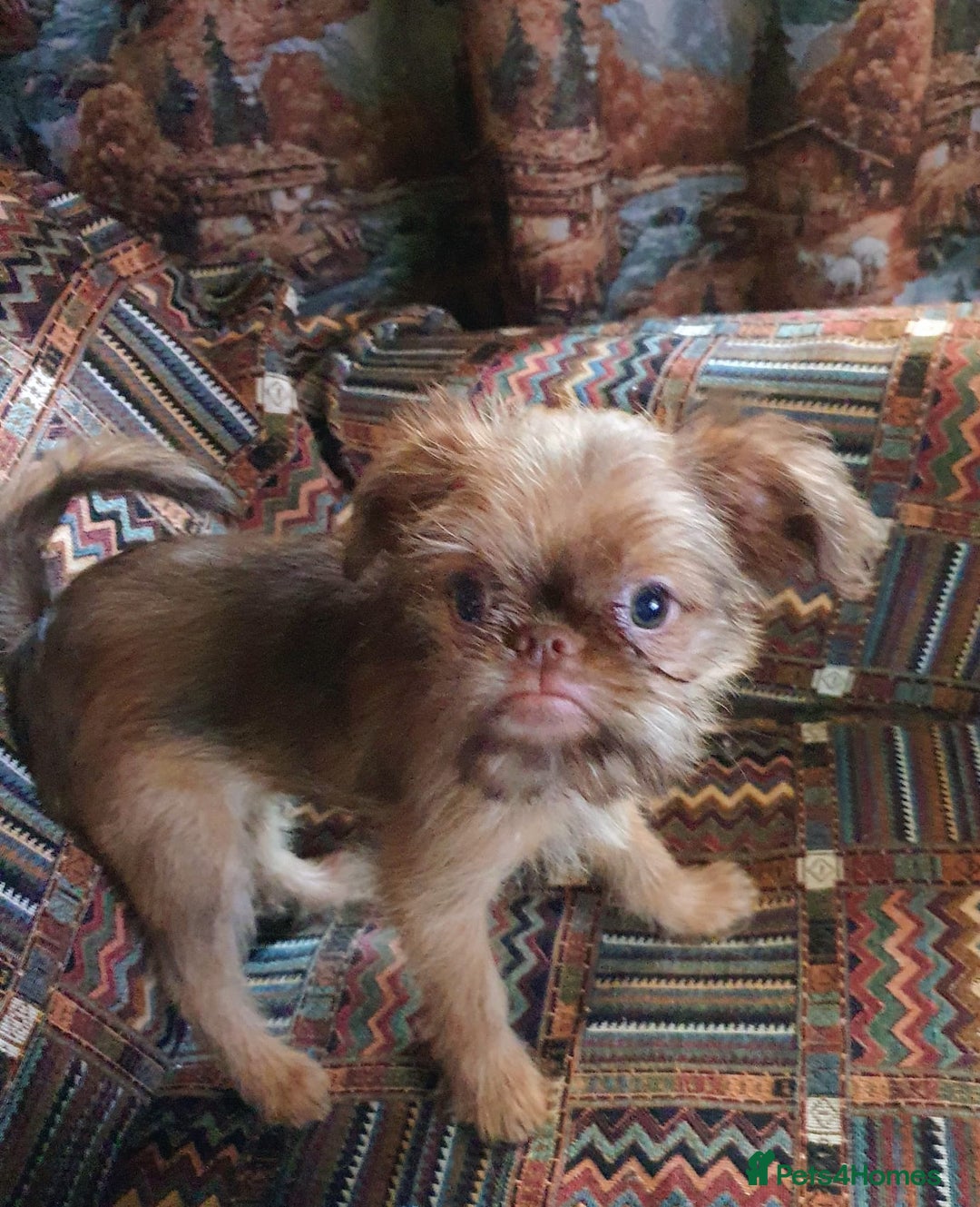 Griffon Bruxellois dogs for sale: One Beautiful Girl - Advert 2