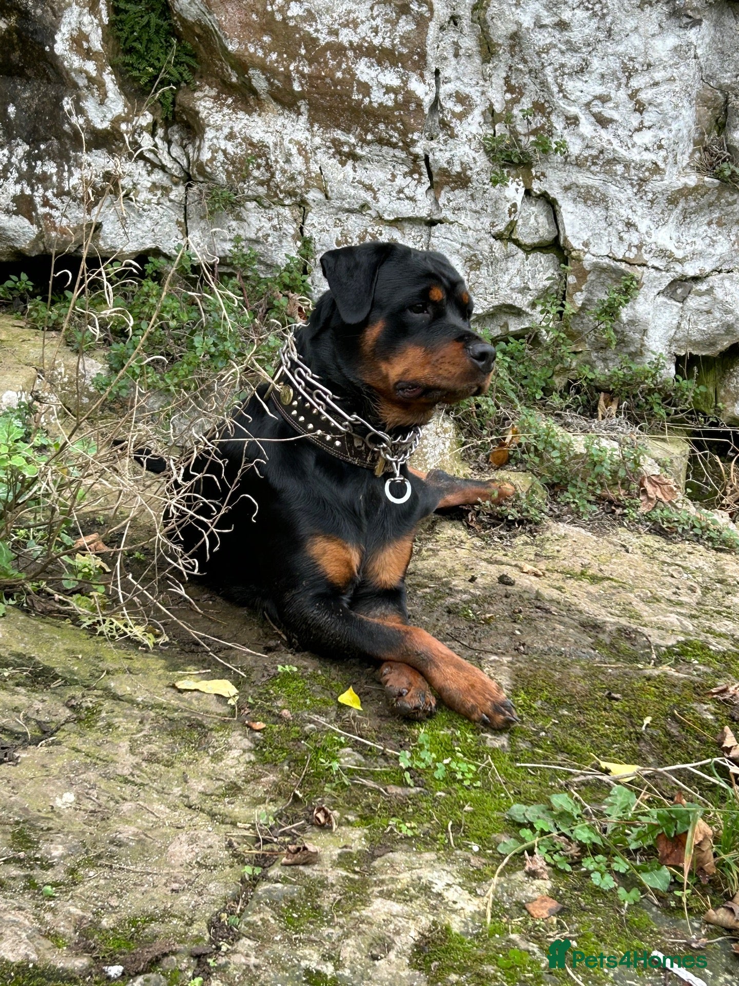 Rottweiler dogs for sale: KC registered Rottweiler puppies  - Advert 7