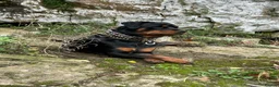 Rottweiler dogs for sale: KC registered Rottweiler puppies  in Warrington - Advert 1