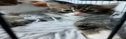 Mixed Breed cats for sale: 3 mixed breed kittens in Barnsley - Advert 8
