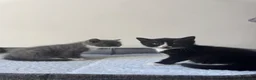 Mixed Breed cats for sale: 2 little kittens for sale in Southsea - Advert 2