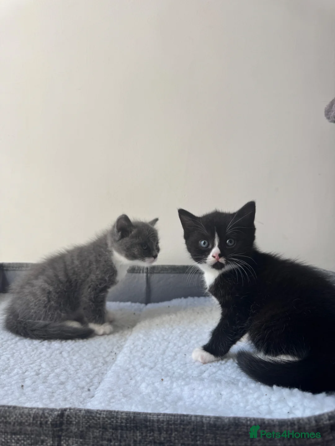 Mixed Breed cats for sale: 2 little kittens for sale in Southsea - Advert 2