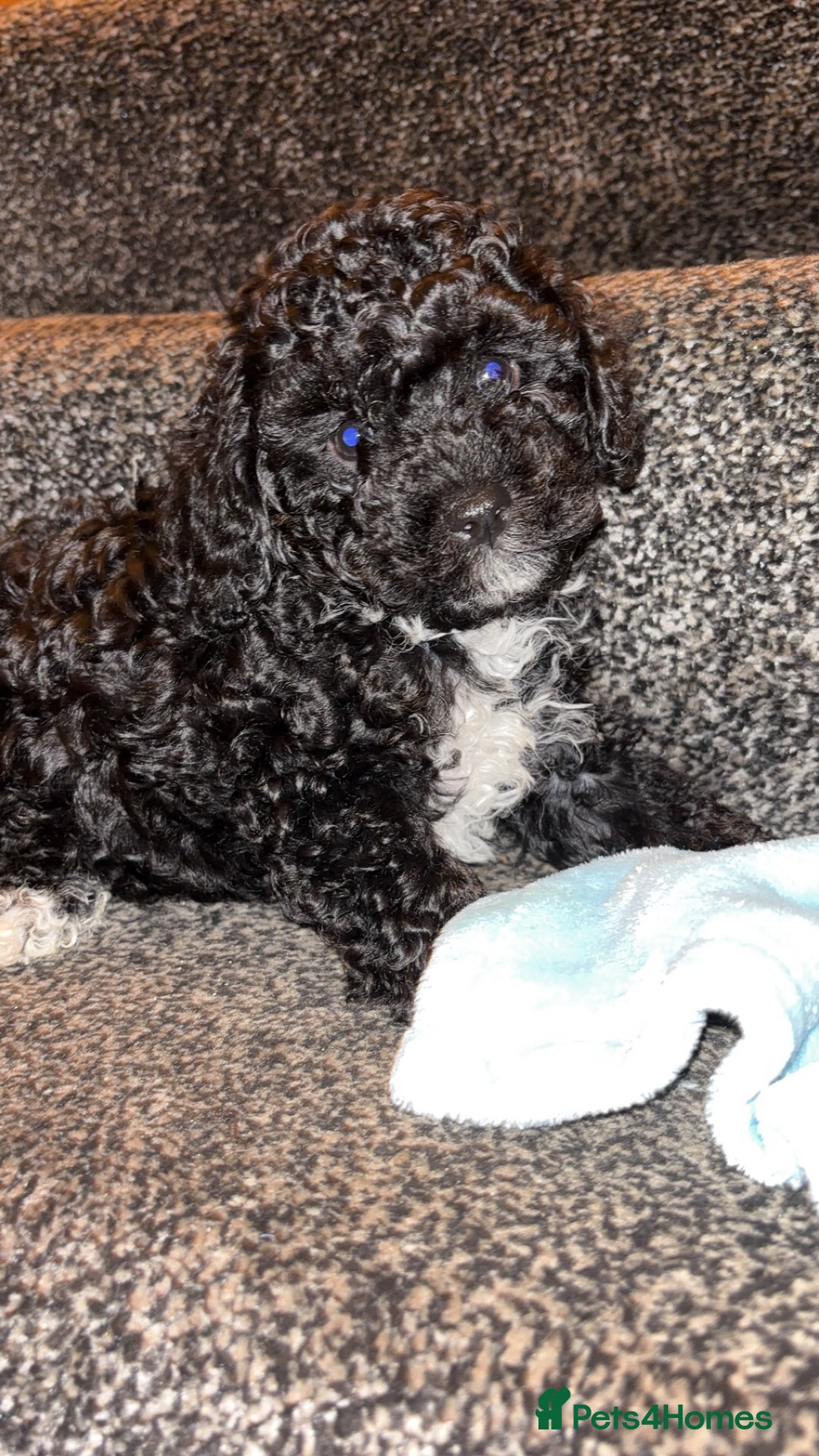 Cavapoo dogs for sale:  Cavapoo puppies  - Advert 14