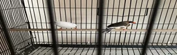 Finches birds for sale: Breeding pair of Zebra Finch in Wednesbury - Advert 2