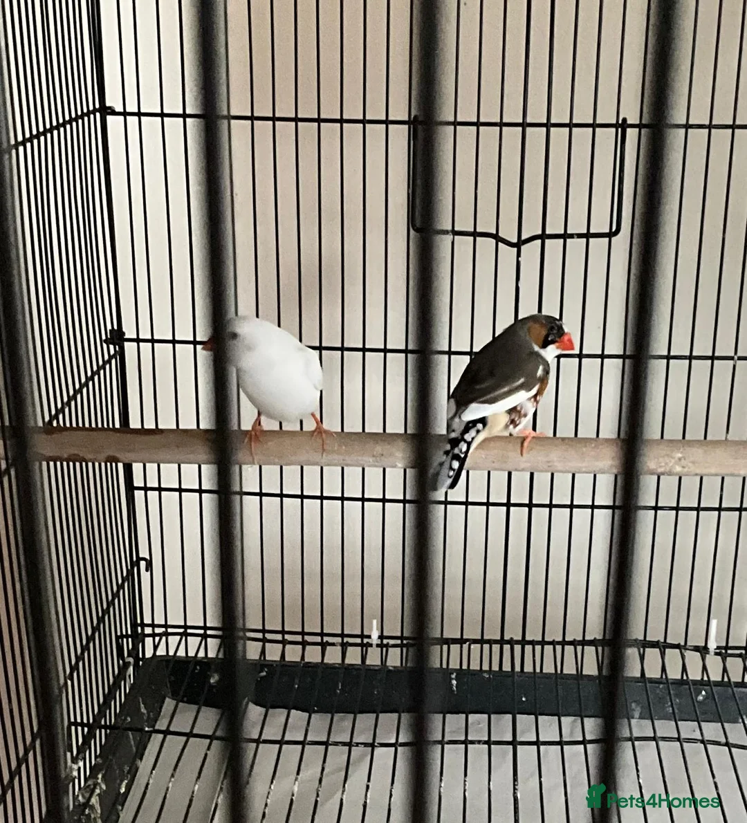 Finches birds for sale: Breeding pair of Zebra Finch in Wednesbury - Advert 2