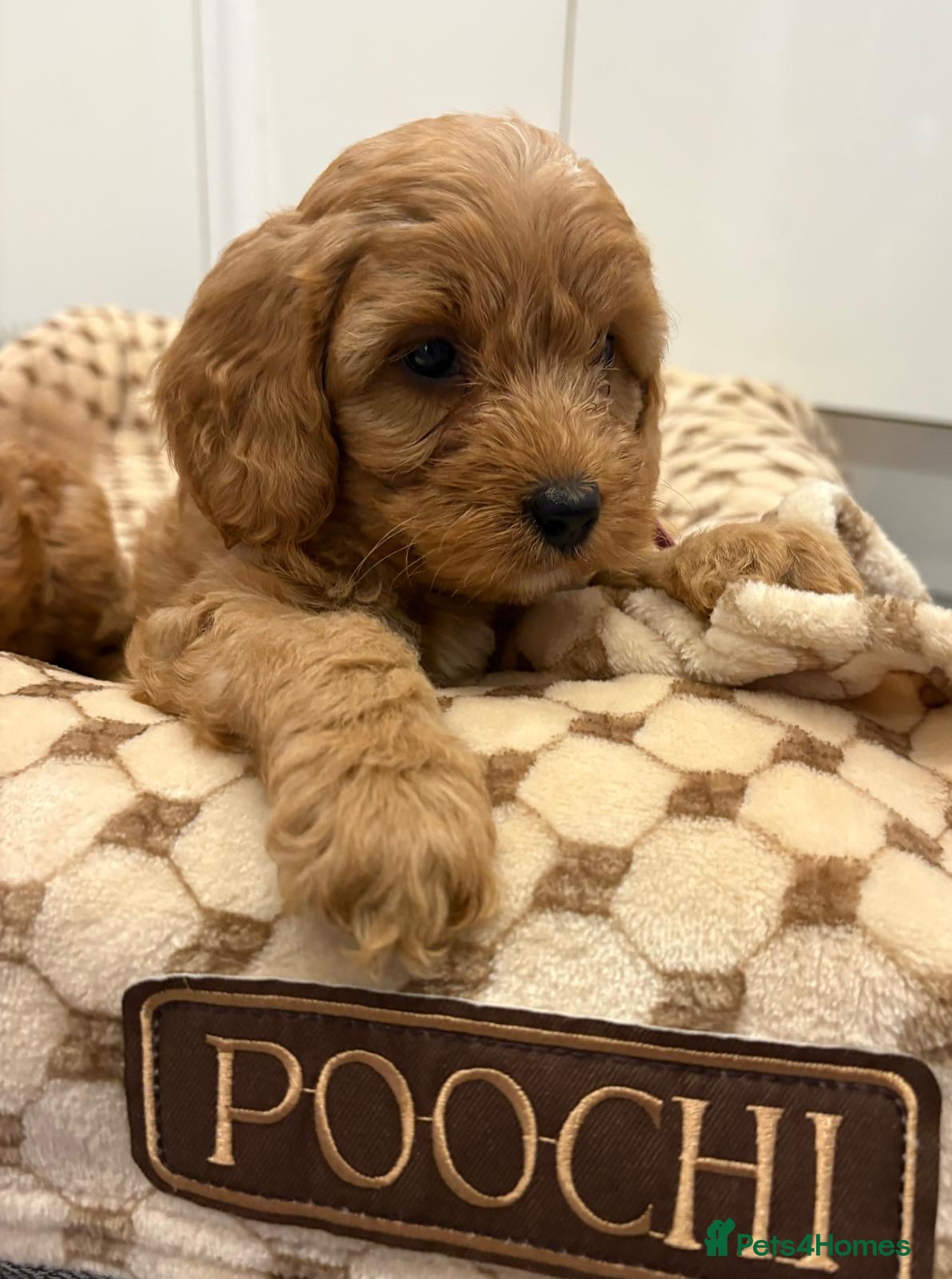 Cockapoo dogs Gorgeous cockerpoo puppies - Advert 4