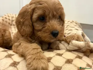 Cockapoo dogs Gorgeous cockerpoo puppies - Advert 4