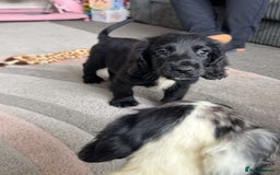 Cocker Spaniel dogs for sale: Last boy remaining  - Image 1