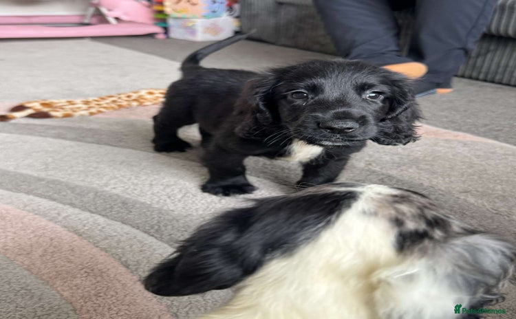 Cocker Spaniel dogs - Advert 12